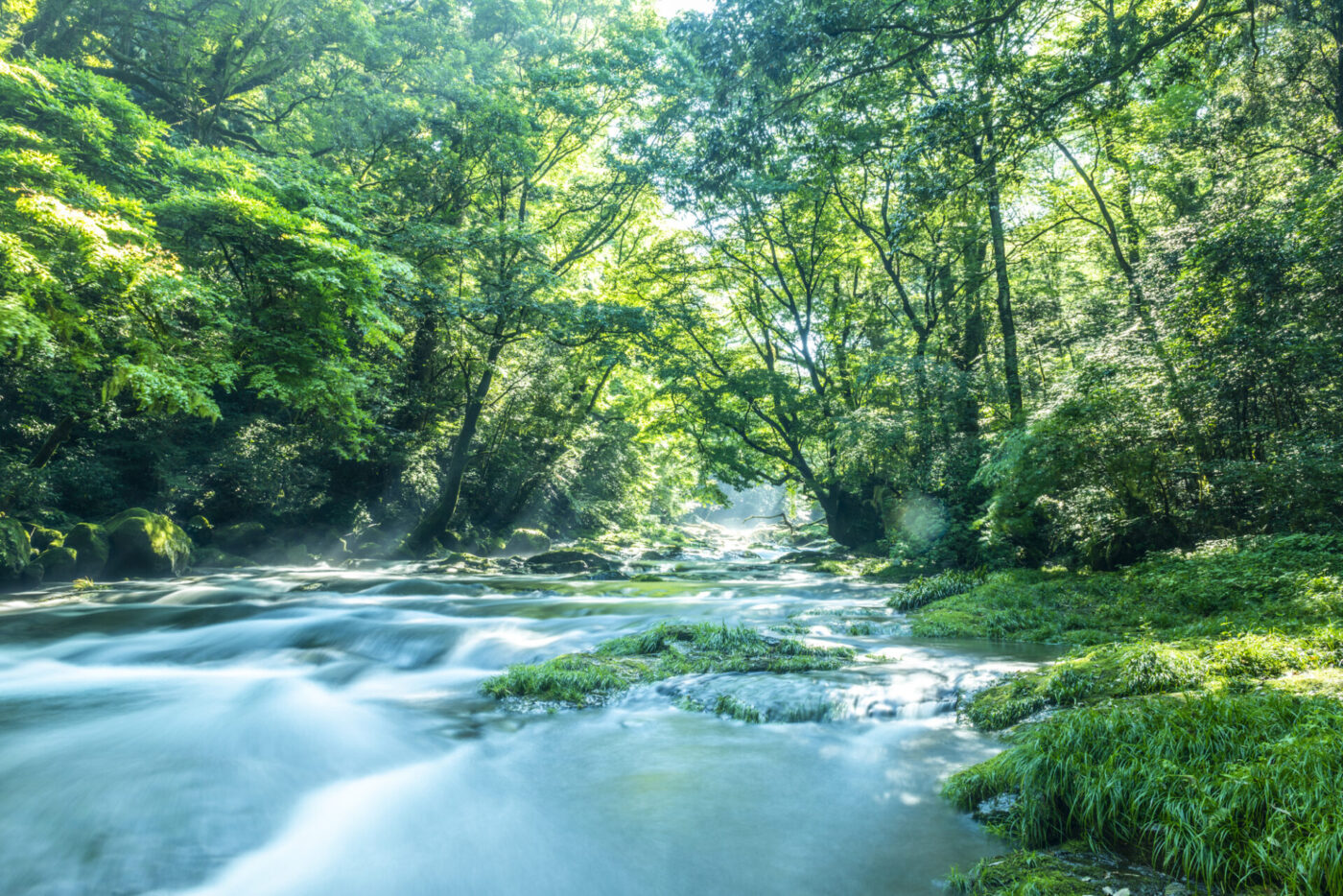 森林の中を流れる川