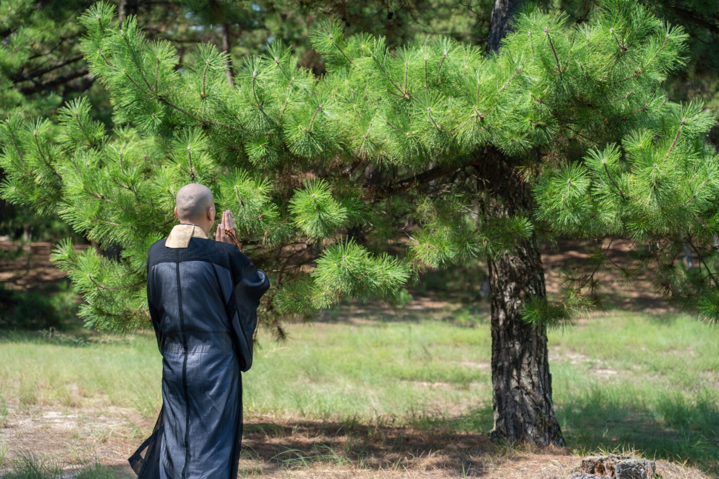 樹木葬の供養をしている僧侶のイメージ