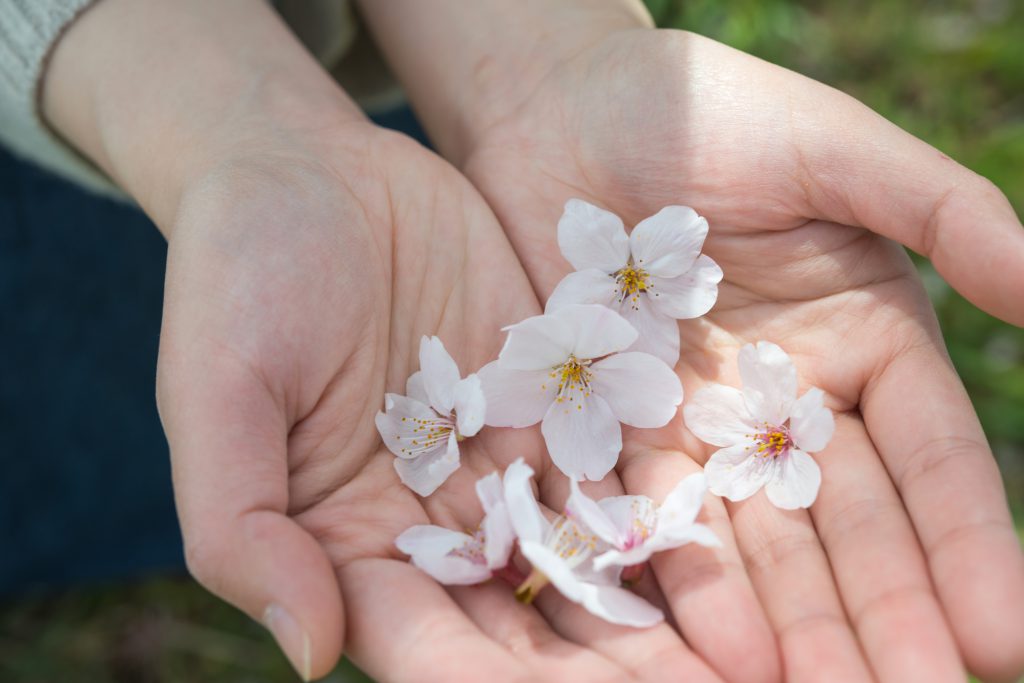 手のひらの桜